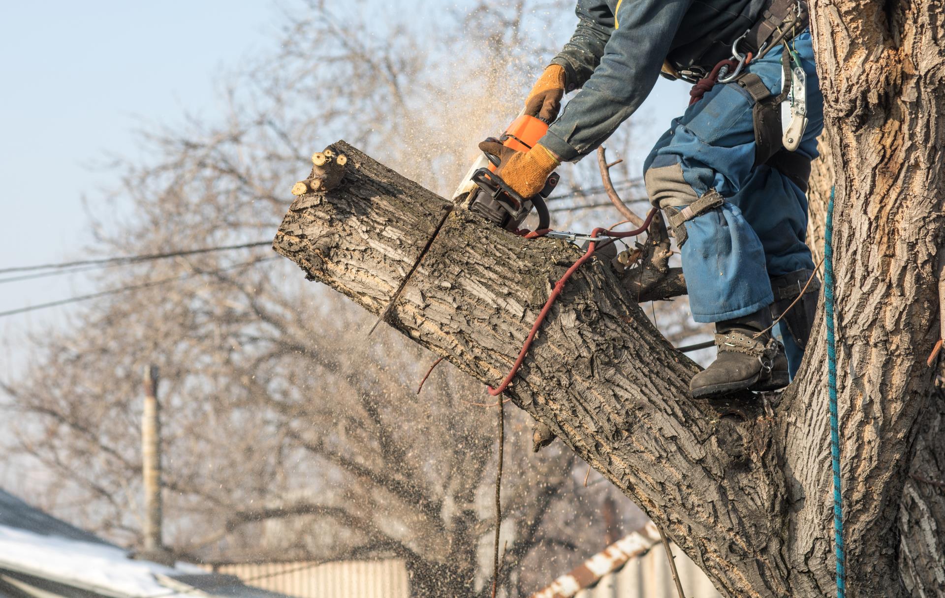 A man in blue overalls uses a chainsaw to cut down a tree in a wooded area.